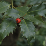holly leaves and berry