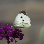 large white butterfly