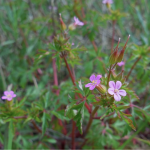 little robin wildflower