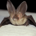 long-eared bat