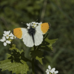 orange tip butterfly