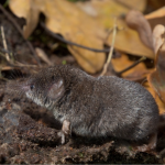 pygmy shrew