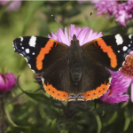red admiral