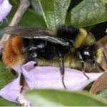 red-tailed bumblebee