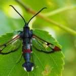 red tipped clearwing.
