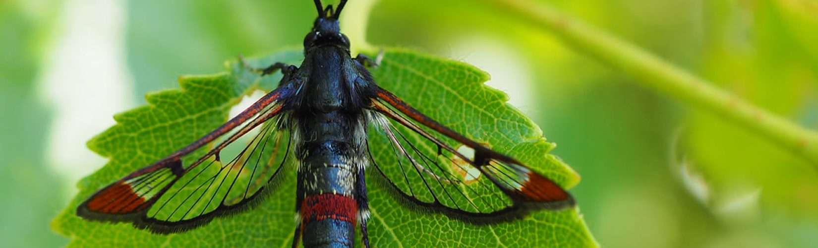 red tipped clearwing.