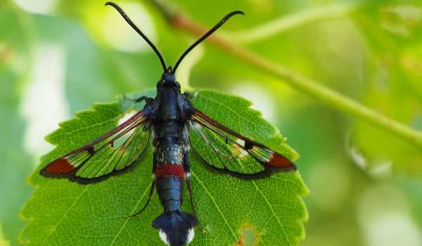 red tipped clearwing.
