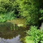 Tramore Valley Park wetlands Cork