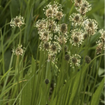 ribwort plantain