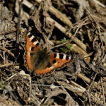 small tortoiseshell butterfly