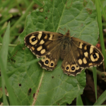 speckled wood