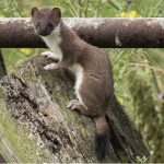 stoat
