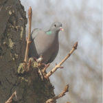 stock dove