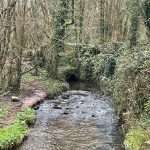 river with bridge in the glen, Cork