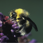 white-tailed bumblebee