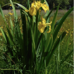 yellow iris