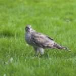 Sparrow hawk