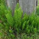 Horsetail, Equisetum arvense