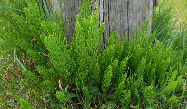 Horsetail, Equisetum arvense