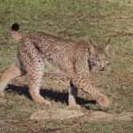 Iberian Lynx