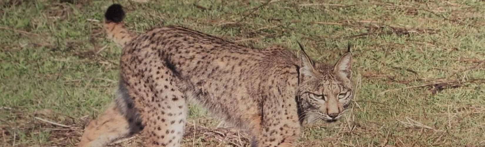 Iberian Lynx