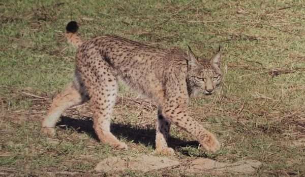 Iberian Lynx
