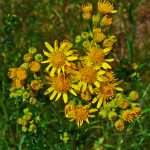 Ragwort