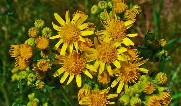 Ragwort