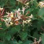 honeysuckle