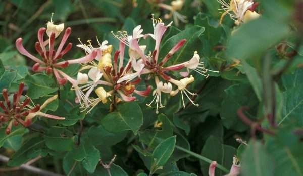 honeysuckle