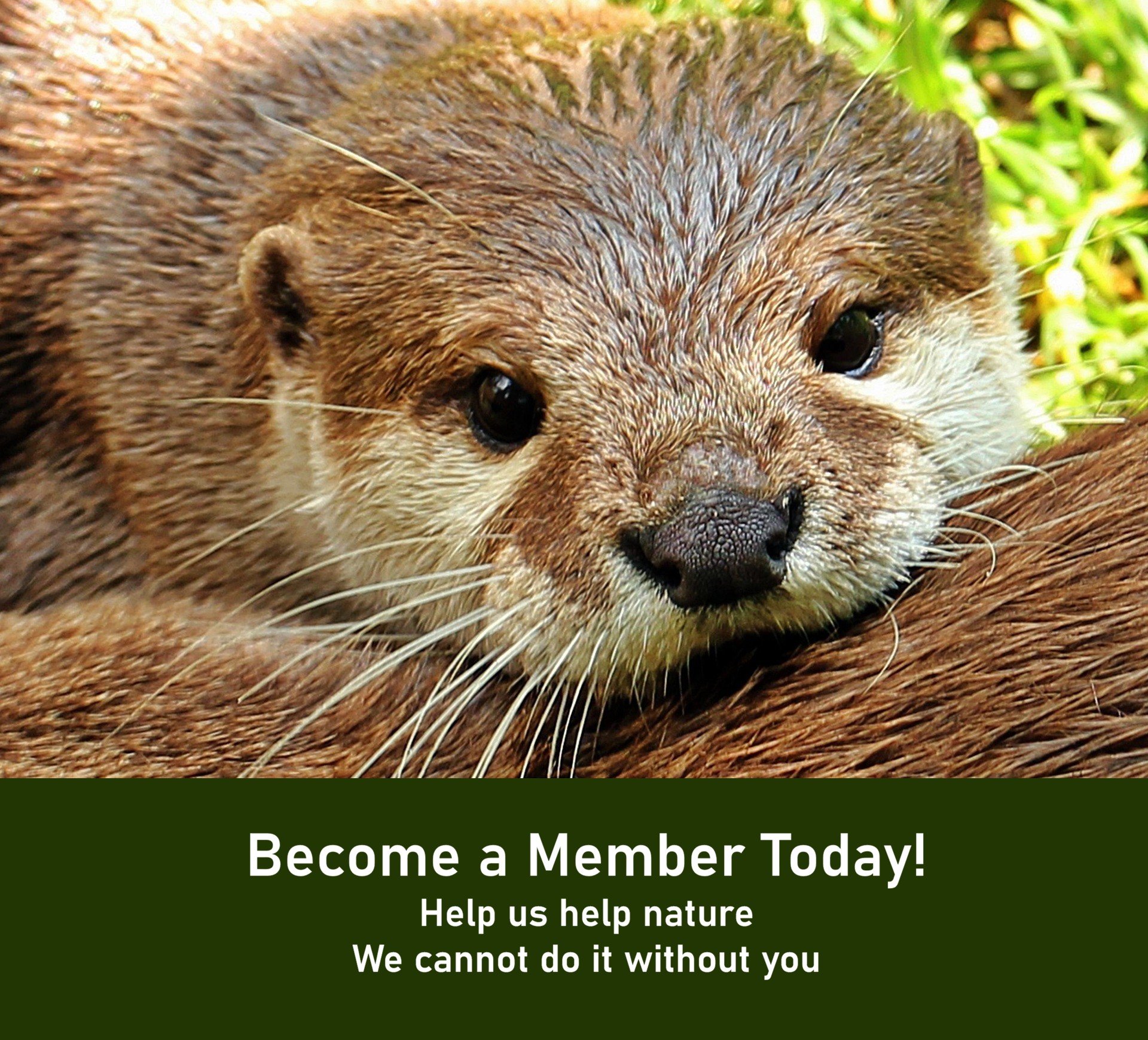Become a Member