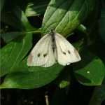 Small white butterfly