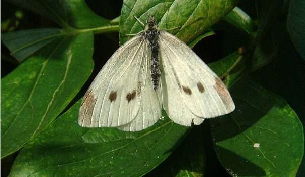 Small white butterfly