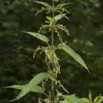 Nettle, Urtica dioica
