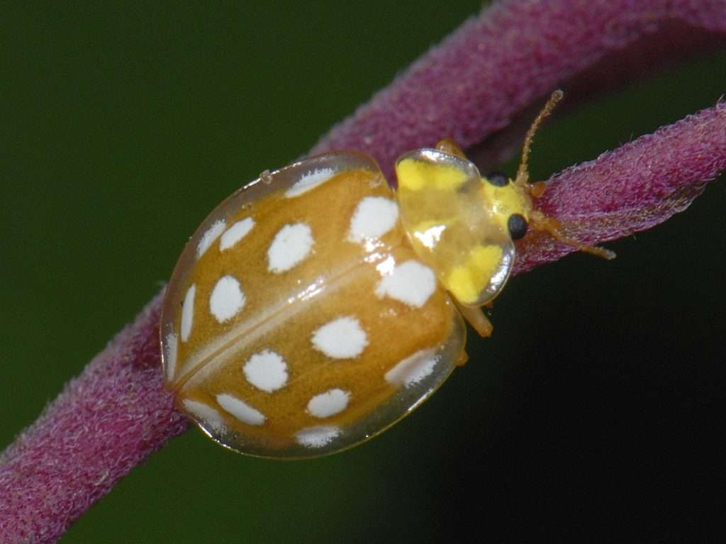 Orange Ladybird
