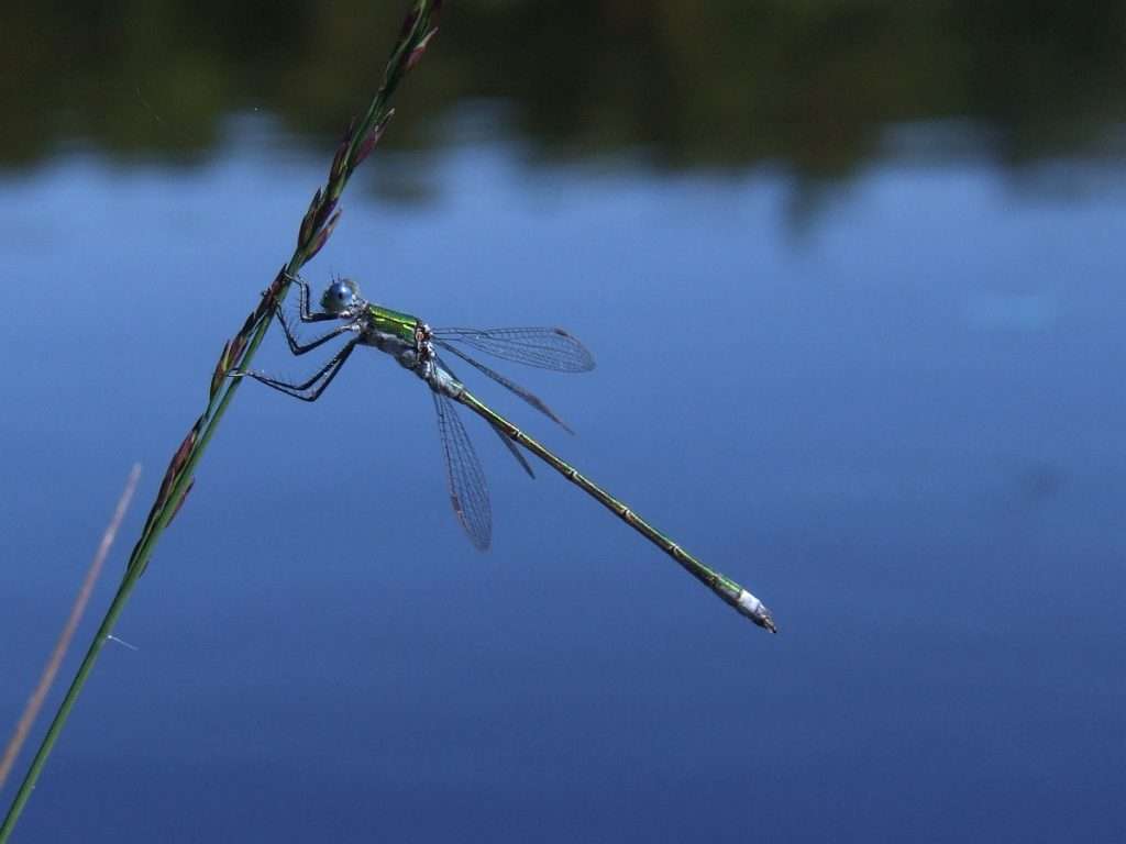 Scarce Emerald Damselfy