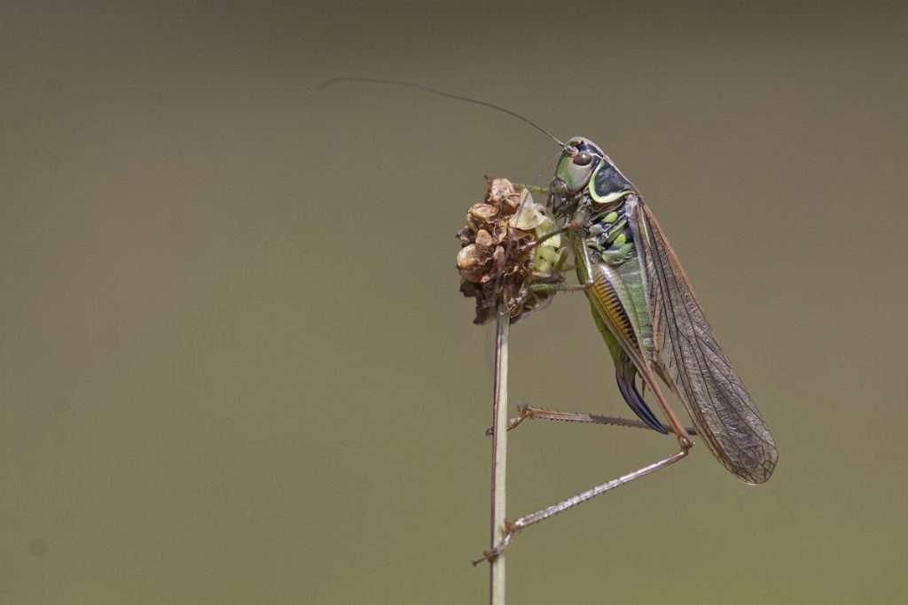 Roesel's Bush Cricket