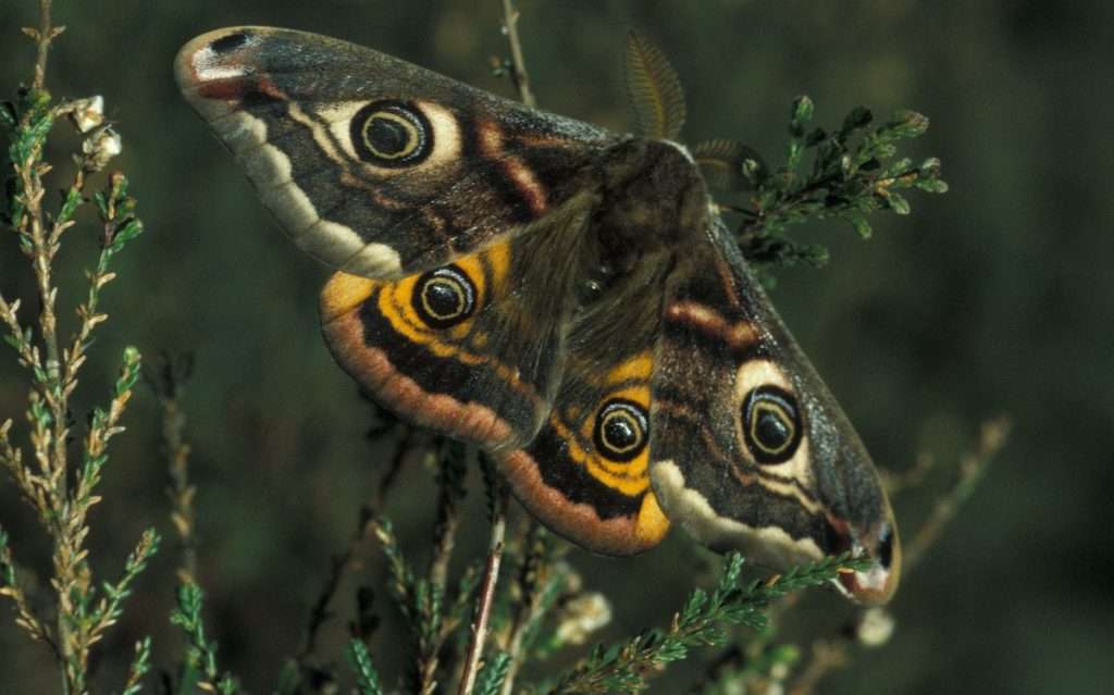 Emperor Moth