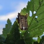 Stigmella viscerella (John O'Sullivan)
