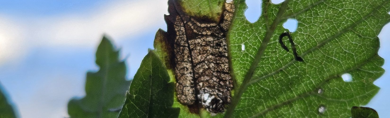 Stigmella viscerella (John O'Sullivan)